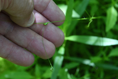Carex trisperma