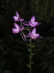 Calanthe masuca, photograph chiuluan, CC BY, iNaturalist via GBIF