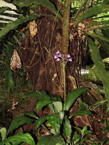 Calanthe masuca, photograph 6
