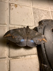 Ischyja ferrifracta