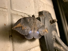 Ischyja ferrifracta