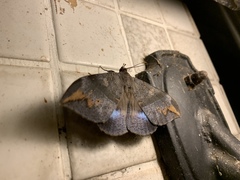 Ischyja ferrifracta