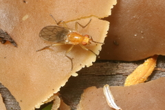 Sciomyzoidea