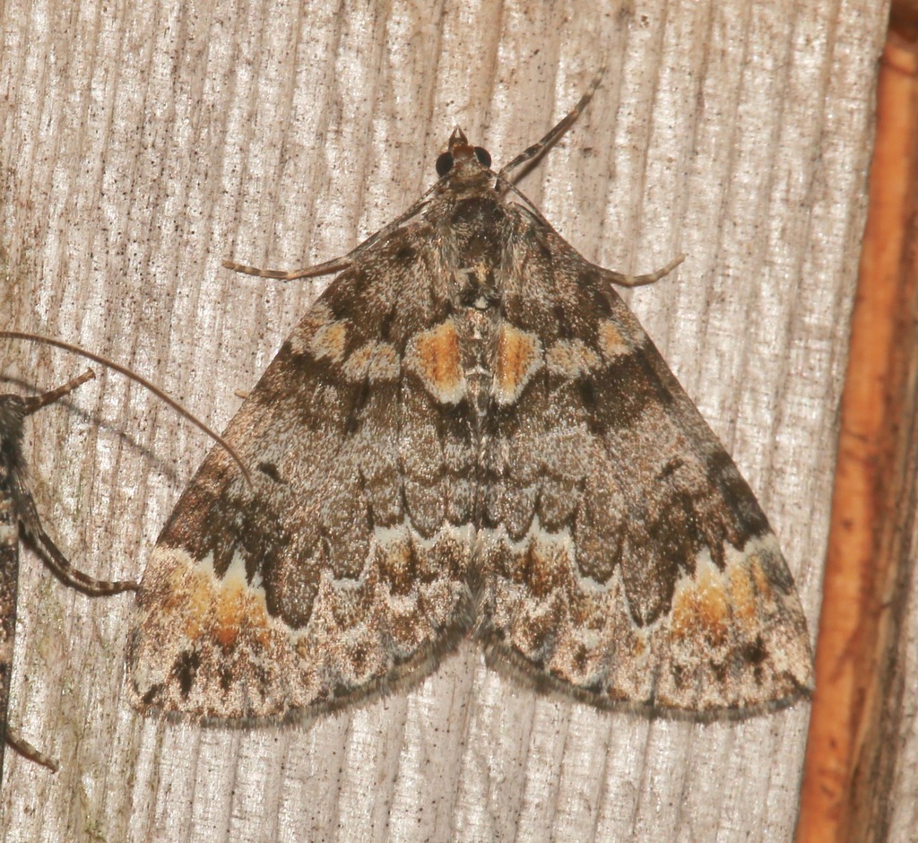 Orange-spotted Carpet Moth