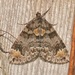 Orange-spotted Carpet Moth - Photo (c) Laura Gaudette, some rights reserved (CC BY), uploaded by Laura Gaudette