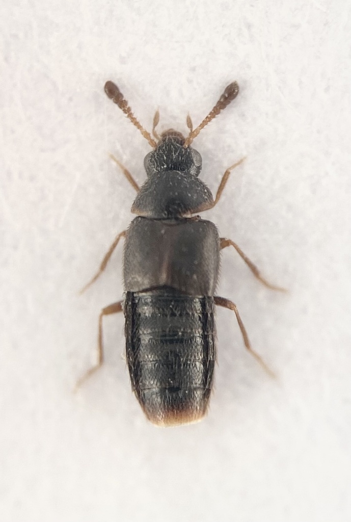 Oligota sevogle