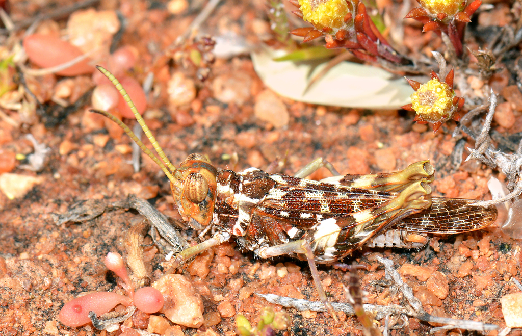 Chirotepica