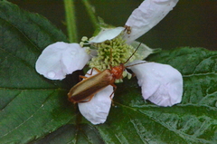 Rhagonycha translucida