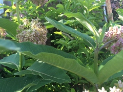 Asclepias syriaca