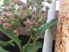 Asclepias syriaca