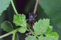 Otiorhynchus coecus