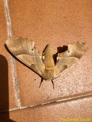 Marumba quercus