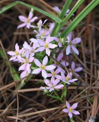 Sabatia brachiata