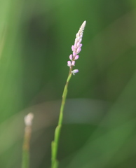 Polygala appendiculata