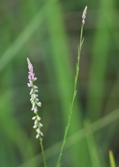 Polygala appendiculata
