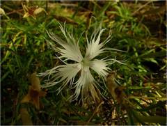 Dianthus arenarius