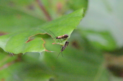 Micropterix aruncella