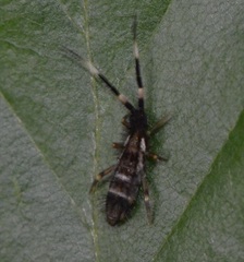 Orchesella flavescens