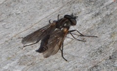 Symphoromyia