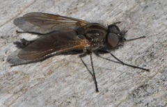 Symphoromyia