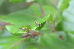 Micropterix aruncella