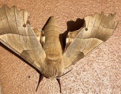 Marumba quercus