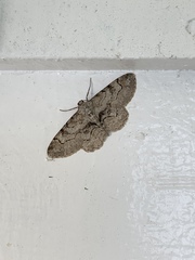Iridopsis larvaria