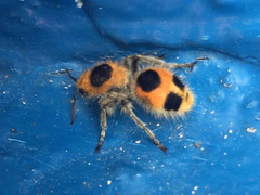 Dasymutilla cressoni