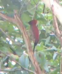 Chrysophlegma miniaceum