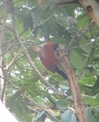 Chrysophlegma miniaceum