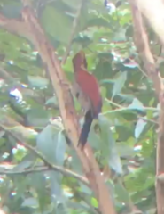 Chrysophlegma miniaceum