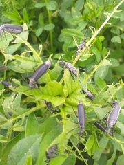 Epicauta curvicornis