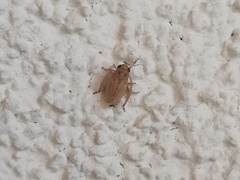 Allygidius abbreviatus