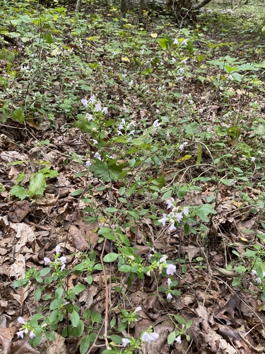 Image of Clinopodium carolinianum by no rights reserved