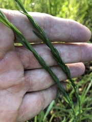 Linum floridanum