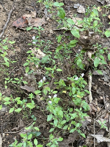 Image of Clinopodium carolinianum by no rights reserved