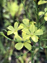 Linum floridanum