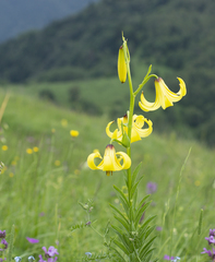 Lilium kesselringianum