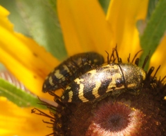 Acmaeodera