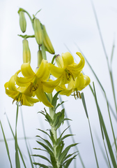 Lilium kesselringianum