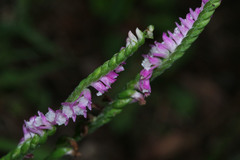 Spiranthes sinensis