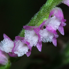 Spiranthes sinensis