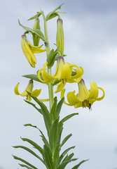 Lilium kesselringianum
