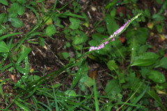 Spiranthes sinensis