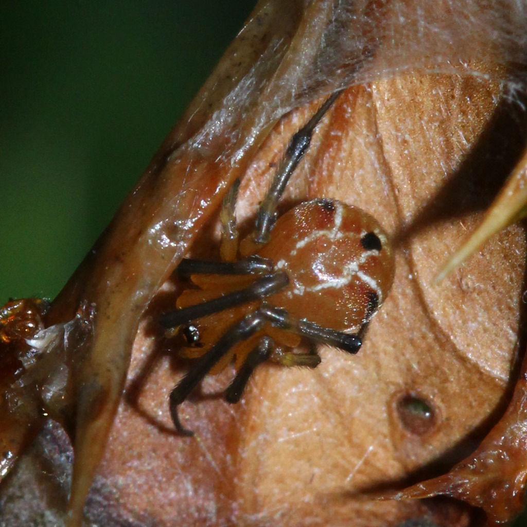 Nihonhimea japonica