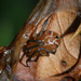 日本姬蛛 - Photo 由 Franz Anthony 所上傳的 (c) Franz Anthony，保留部份權利CC BY-NC