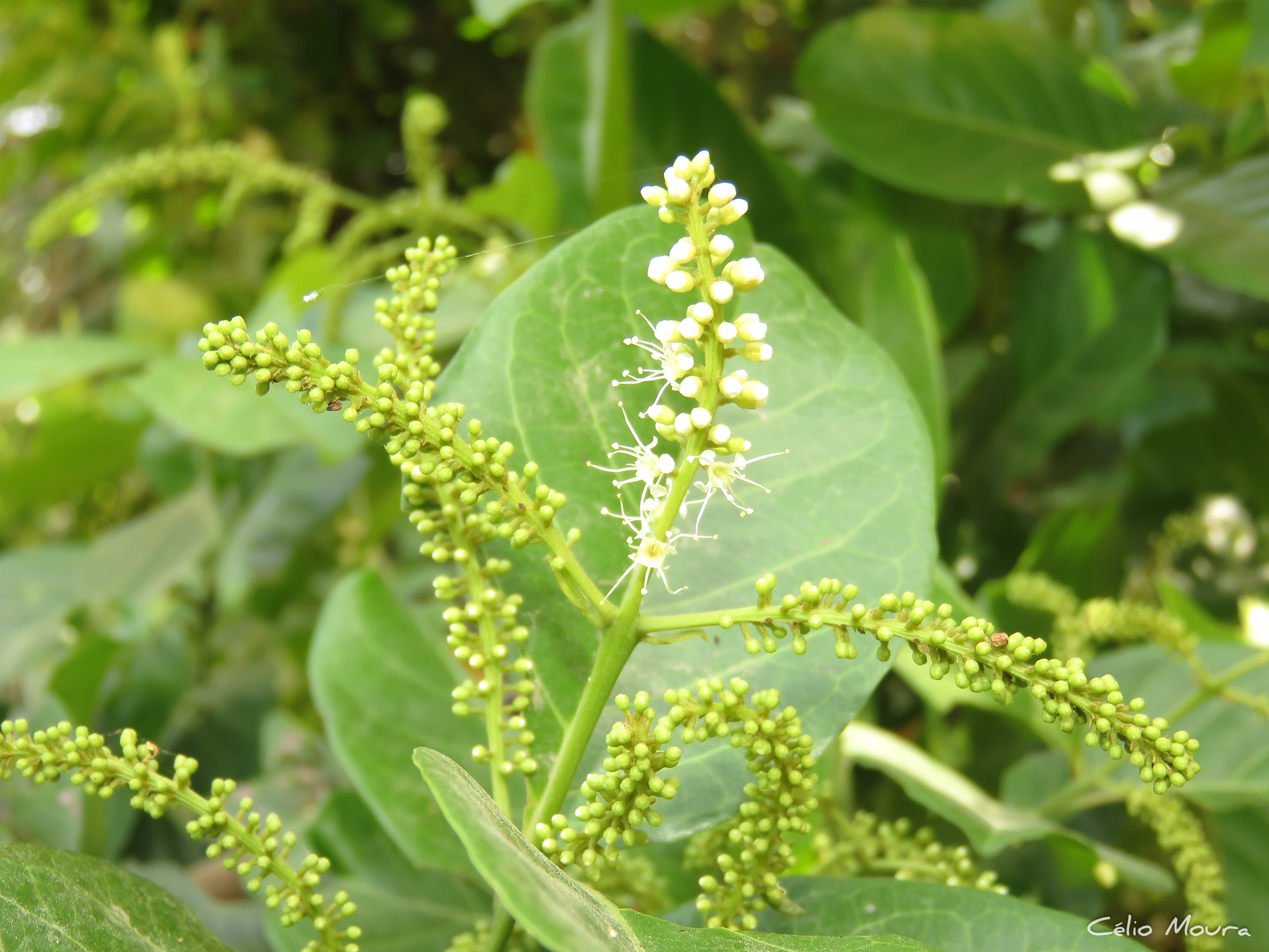 Imagem de Molungu-do-cerrado