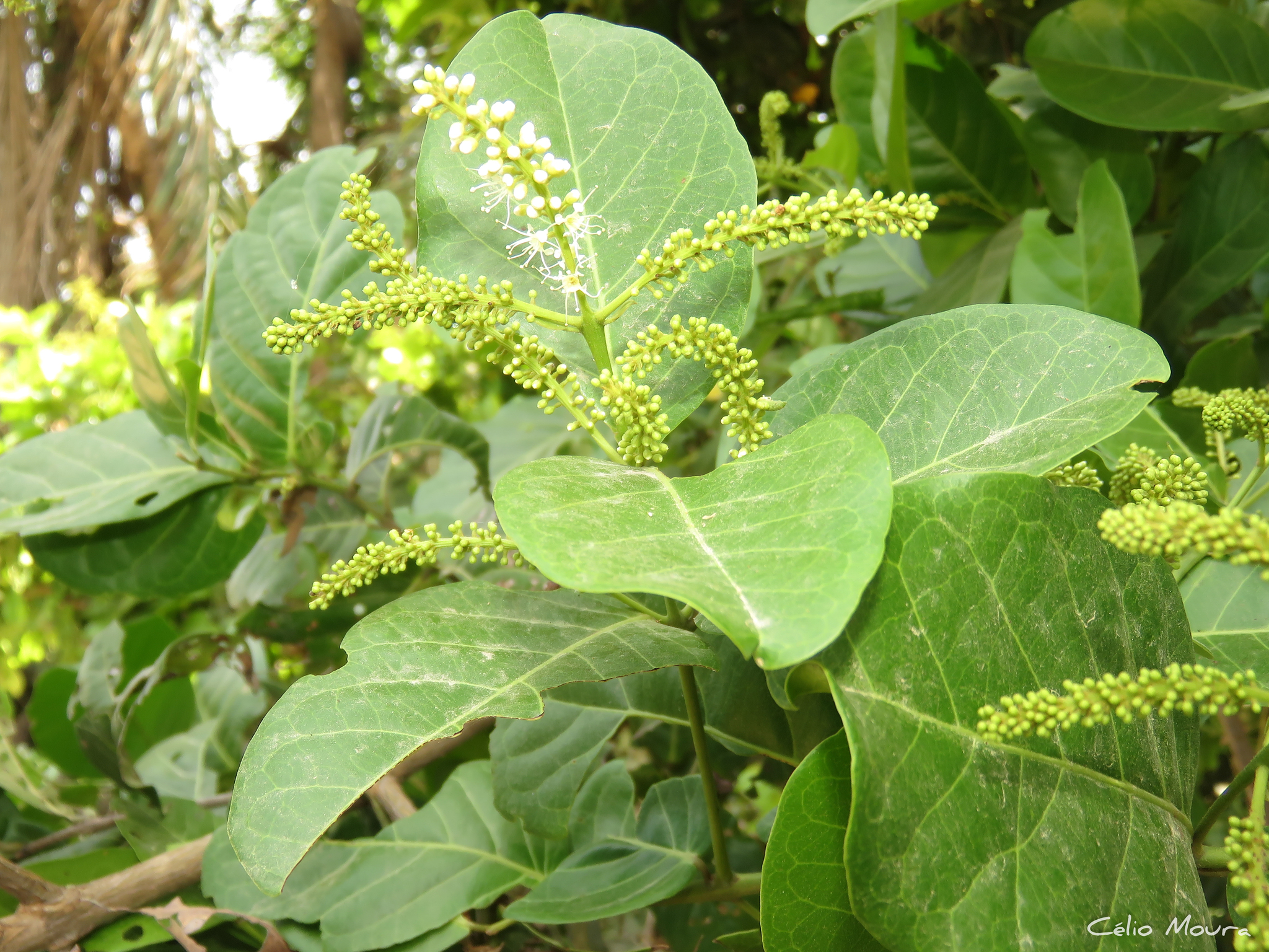 Imagem de Molungu-do-cerrado