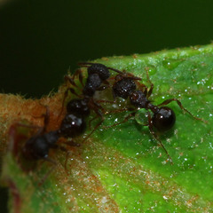 Pristomyrmex punctatus
