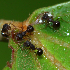 Pristomyrmex punctatus